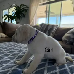 Labrador retriever puppies AKC