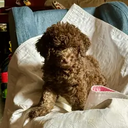Goldendoodle
