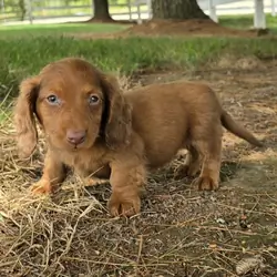 8 Week Old Don Dachshund