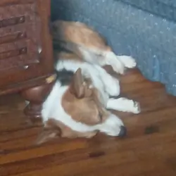 American corgi
