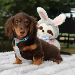 Cookie 8 Dachshund Puppy