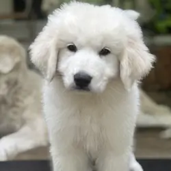 GREAT PYRENEES PUPPIES