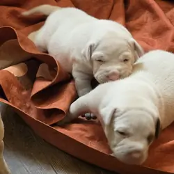 American bulldogs