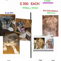 2 Pups $300. Each