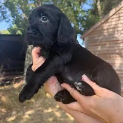Golden x spangold Retriever Puppies for sale