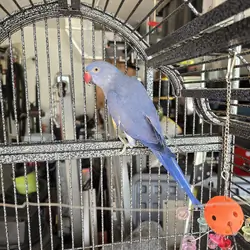 Violet Indian Ringneck