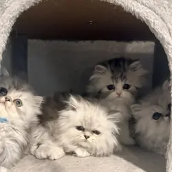 Gorgeous Persian Kittens