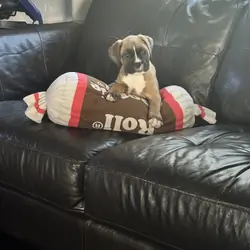 Boxer Puppies