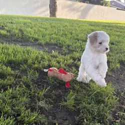 Puppy