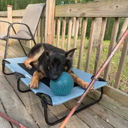 German Shepherd