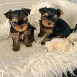 Adorable Teacup Yorkie Puppies