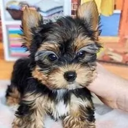 AKC-adorable Teacup yorkie Puppies