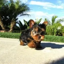 Two Gorgeous Yorkie Puppies Available