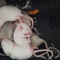 Mice
