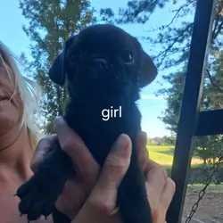 Pug puppies