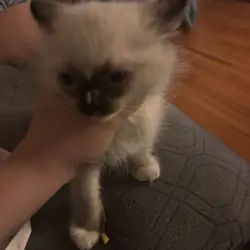 Ragdoll