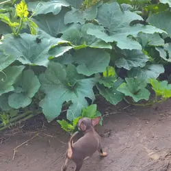 Mousse - NE Oklahoma - Female Chihuahua