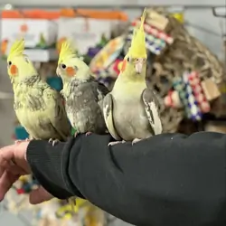 Healthy Hand-Raised Cockatiel Parrots