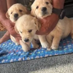 Gorgeous Golden's