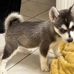 Home Raised Alaska Klee Kai puppies