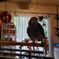 Afican Grey Parrot (Timneh)