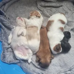 Shih Tsu Puppies