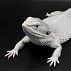 White Bearded Dragon