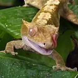 crested gecko