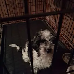 1 yr old havanese