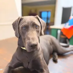 9 month old Great Dane/Weimaraner girl