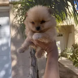 Pomeranian  puppies