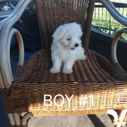 Purebred Maltese Puppies