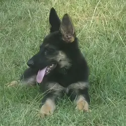 German shepherd pups