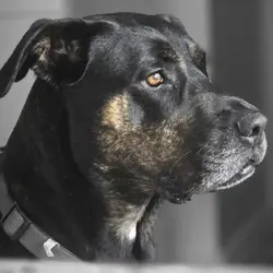 REHOME Catahoula Leopard Mix Dog