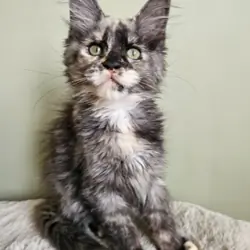 Beautiful Maine Coon Babies Ready To Leave