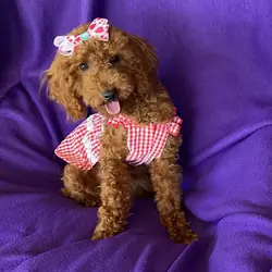 Beautiful red toy Poodle