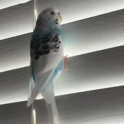 2 lovely Parakeets