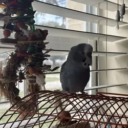 2 healthy parakeets