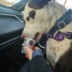 Dude (8 year old Staffordshire/lab mix)