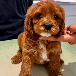 Gorgeous Cavapoo Puppies Ready for Loving Homes