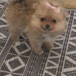 Pomeranians puppies