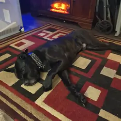 Cane Corso