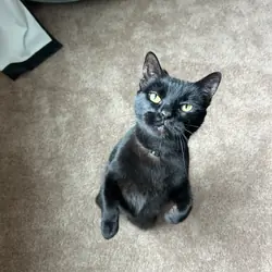 Domestic short hair 🐈‍⬛