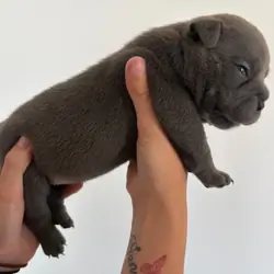 Adorable Chunky American Bully Puppies
