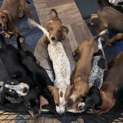 Bluetick coonhound puppies