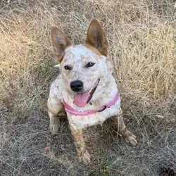 Female ACD