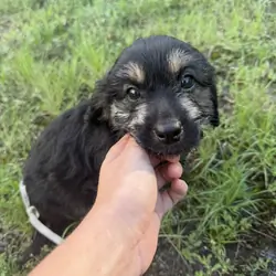 Medium Mix Puppies