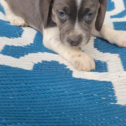 Beagle puppies