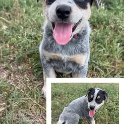 Blue Heeler Puppies