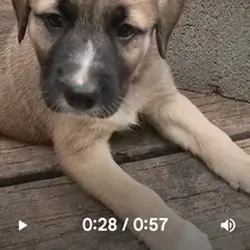 OSCAR (German Shepherd Schnauzer)